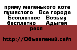 приму маленького кота пушистого - Все города Бесплатное » Возьму бесплатно   . Адыгея респ.